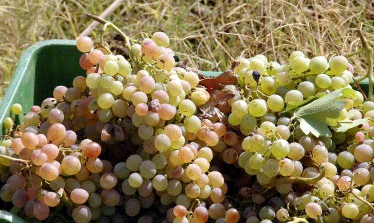 Αποζημιώσεις για τα σταφύλια πληρώνει ο ΕΛΓΑ την Παρασκευή