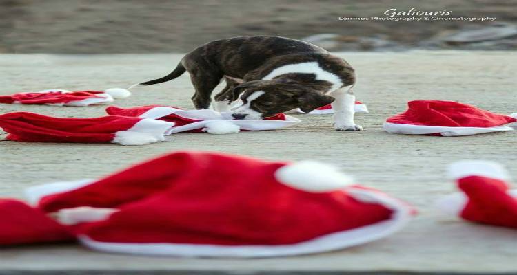 &Phi;&iota;&lambda;&omicron;&zeta;&omega;&iota;&kappa;ό &Sigma;&omega;&mu;&alpha;&tau;&epsilon;ί&omicron; &Lambda;ή&mu;&nu;&omicron;&upsilon; &kappa;&alpha;&iota; &Delta;&eta;&mu;&omicron;&tau;&iota;&kappa;ή &Kappa;&omicron;&iota;&nu;ό&tau;&eta;&tau;&alpha; &Mu;ύ&rho;&iota;&nu;&alpha;&sigmaf; &gamma;&iota;&omicron;&rho;&tau;ά&zeta;&omicron;&upsilon;&nu; &tau;&alpha; &Chi;&rho;&iota;&sigma;&tau;&omicron;ύ&gamma;&epsilon;&nu;&nu;&alpha;
