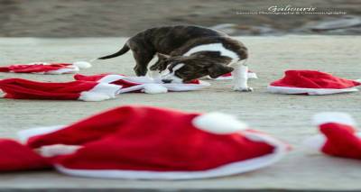 &Phi;&iota;&lambda;&omicron;&zeta;&omega;&iota;&kappa;ό &Sigma;&omega;&mu;&alpha;&tau;&epsilon;ί&omicron; &Lambda;ή&mu;&nu;&omicron;&upsilon; &kappa;&alpha;&iota; &Delta;&eta;&mu;&omicron;&tau;&iota;&kappa;ή &Kappa;&omicron;&iota;&nu;ό&tau;&eta;&tau;&alpha; &Mu;ύ&rho;&iota;&nu;&alpha;&sigmaf; &gamma;&iota;&omicron;&rho;&tau;ά&zeta;&omicron;&upsilon;&nu; &tau;&alpha; &Chi;&rho;&iota;&sigma;&tau;&omicron;ύ&gamma;&epsilon;&nu;&nu;&alpha;