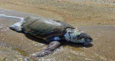 nekri-thalassia-xelona-se-paralia-tis-limnou