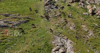 Λήμνος: Τα πλατώνια του Κάστρου της Μύρινας από ψηλά! (Video)