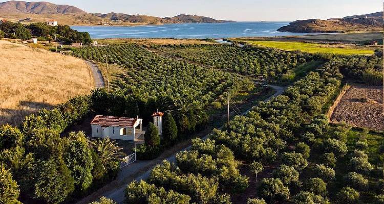 Ξεκινούν δολωματικοί ψεκασμοί για την καταπολέμηση του δάκου στη Λήμνο