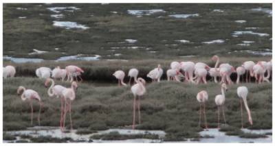 &Phi;&lambda;&alpha;&mu;ί&nu;&gamma;&kappa;&omicron; &kappa;&alpha;&iota; &phi;έ&tau;&omicron;&sigmaf; &sigma;&tau;&eta; &Lambda;ή&mu;&nu;&omicron;