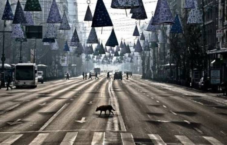 Βουκουρέστι: Δημοψήφισμα για ευθανασία στα αδέσποτα