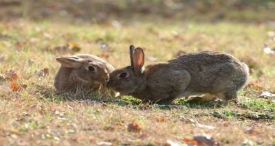 Έ&kappa;&tau;&alpha;&kappa;&tau;&eta; &sigma;ύ&sigma;&kappa;&epsilon;&psi;&eta; &gamma;&iota;&alpha; &tau;&omicron; &zeta;ή&tau;&eta;&mu;&alpha; &tau;&eta;&sigmaf; &delta;&iota;&alpha;&chi;&epsilon;ί&rho;&iota;&sigma;&eta;&sigmaf; &tau;&omega;&nu; &alpha;&gamma;&rho;&iota;&omicron;&kappa;&omicron;ύ&nu;&epsilon;&lambda;&omega;&nu; &sigma;&tau;&eta; &Lambda;ή&mu;&nu;&omicron;