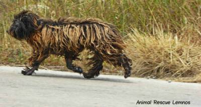 Animal Rescue Lemnos: Έκκληση βοήθειας για τον αδέσποτο Λάμπρο που πάσχει από Καλαζάρ (photos)
