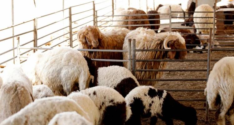 Η Αντιπεριφερειάρχης Πρωτογενούς Τομέα στο ΥΠ.Α.Α.Τ θέτοντας τα προβλήματα που απαιτούν άμεσες λύσεις για τα νησιά του Βορείου Αιγαίου