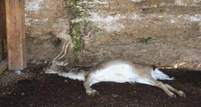 &Phi;&omega;&tau;&omicron;&gamma;&rho;&alpha;&phi;ί&alpha; &alpha;&rho;&chi;&epsilon;ί&omicron;&upsilon;