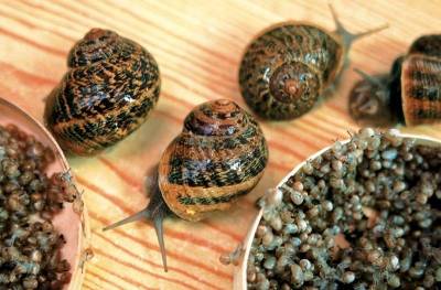 Στην ύπαιθρο της Λήμνου για συγκομιδή σαλιγκαριών