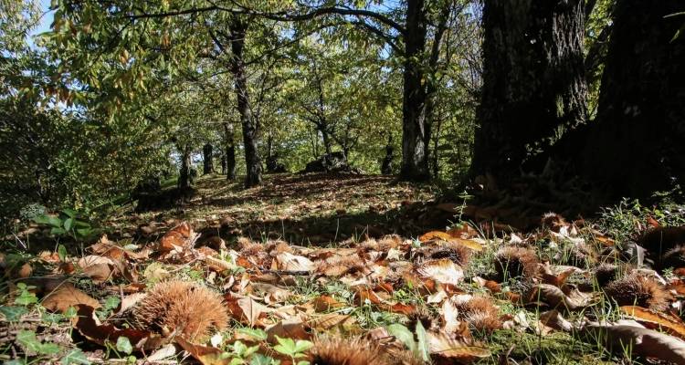 &Theta;&epsilon;&sigma;&sigma;&alpha;&lambda;&omicron;&nu;ί&kappa;&eta;: &Chi;&epsilon;&iota;&rho;&omicron;&pi;έ&delta;&epsilon;&sigmaf; &sigma;&epsilon; 65&chi;&rho;&omicron;&nu;&omicron; &gamma;&iota;&alpha; &pi;&alpha;&rho;ά&nu;&omicron;&mu;&eta; &upsilon;&lambda;&omicron;&tau;&omicron;&mu;ί&alpha; -&Delta;&epsilon;&sigma;&mu;&epsilon;ύ&theta;&eta;&kappa;&alpha;&nu; &pi;&epsilon;&rho;ί&pi;&omicron;&upsilon; &tau;&rho;&epsilon;&iota;&sigmaf; &tau;ό&nu;&omicron;&iota; &xi;&upsilon;&lambda;&epsilon;ί&alpha;&sigmaf;