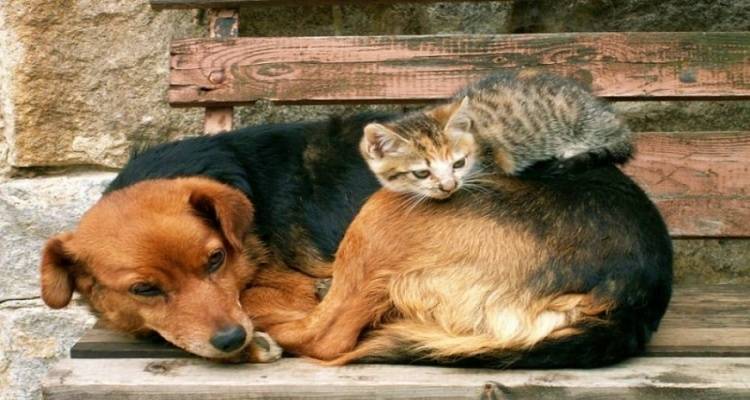 Οι φιλόζωοι λένε ΝΑΙ στην στείρωση και την μείωση των αδέσποτων