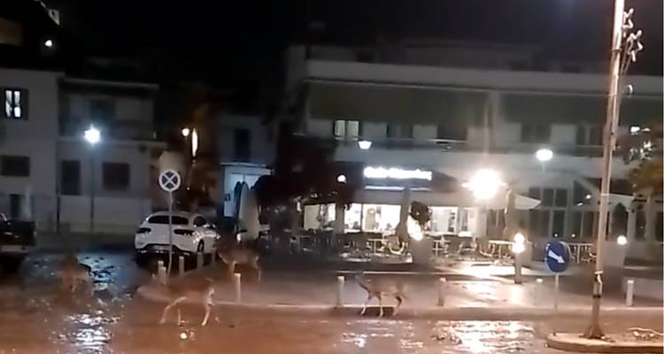 Λήμνος: «Εισβολή» ελαφιών στη Μύρινα | Θέαμα γοητευτικό, αλλά και αφορμή ατυχημάτων