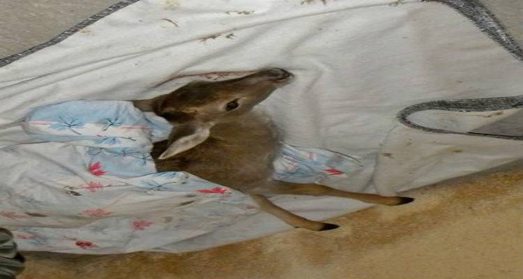 Νεαρό πλατώνι βρέθηκε τραυματισμένο στη Λήμνο