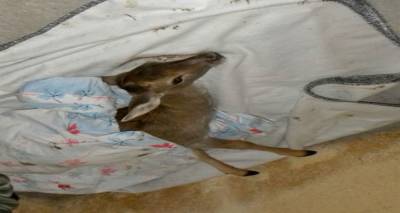 &Nu;&epsilon;&alpha;&rho;ό &pi;&lambda;&alpha;&tau;ώ&nu;&iota; &beta;&rho;έ&theta;&eta;&kappa;&epsilon; &tau;&rho;&alpha;&upsilon;&mu;&alpha;&tau;&iota;&sigma;&mu;έ&nu;&omicron; &sigma;&tau;&eta; &Lambda;ή&mu;&nu;&omicron;