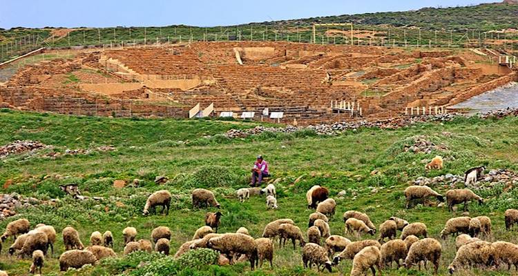 Σπουδαία  εξέλιξη: Στον κατάλογο με τα αναγνωρισμένα ΠΓΕ το «αρνάκι Λήμνου»