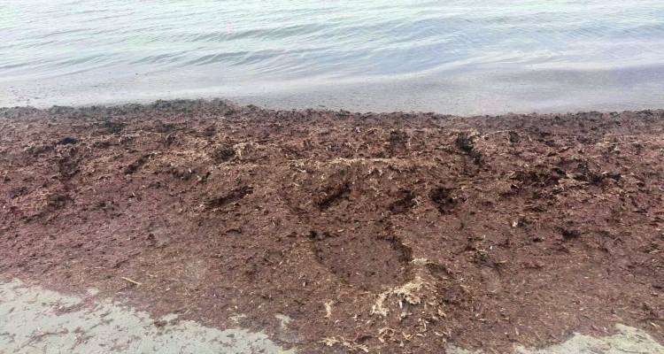 &Lambda;ή&mu;&nu;&omicron;&sigmaf;: &Sigma;&tau;&rho;ώ&mu;&alpha; &alpha;&pi;ό &phi;ύ&kappa;&iota;&alpha; &kappa;ά&lambda;&upsilon;&psi;&epsilon; &tau;&eta;&nu; &pi;&alpha;&rho;&alpha;&lambda;ί&alpha; &sigma;&tau;&omicron; &Kappa;έ&rho;&omicron;&sigmaf; | &Tau;&iota; &alpha;&nu;&alpha;&phi;έ&rho;&epsilon;&iota; &delta;&eta;&mu;&omicron;&sigma;ί&epsilon;&upsilon;&mu;&alpha;