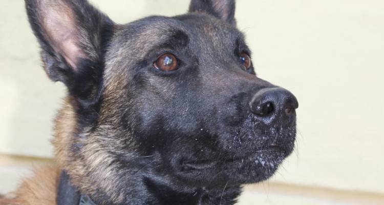 Δηλητηρίασαν τον Echo, τον πιο γνωστό τον σκύλο ανίχνευσης -Η ιατροδικαστική έκθεση κάνει λόγο για τοξικότητα