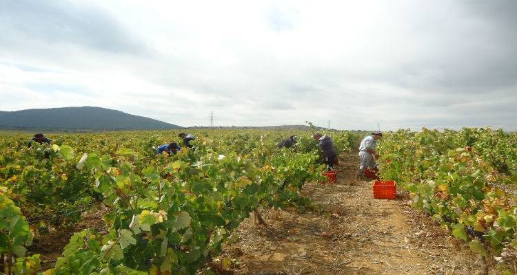 Ανοίγει και πάλι πρόγραμμα αναδιάρθρωσης αμπελώνων στη Λήμνο