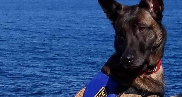 &Eta; Mirka &omicron; &sigma;&kappa;ύ&lambda;&omicron;&sigmaf; &alpha;&nu;&iota;&chi;&nu;&epsilon;&upsilon;&tau;ή&sigmaf; &tau;&omicron;&upsilon; &Beta;&Alpha; &Alpha;&iota;&gamma;&alpha;ί&omicron;&upsilon;, &alpha;&pi;&omicron;&sigma;&tau;&rho;&alpha;&tau;&epsilon;ύ&tau;&eta;&kappa;&epsilon; &delta;&iota;&alpha; &pi;&alpha;&nu;&tau;ό&sigmaf;&hellip;