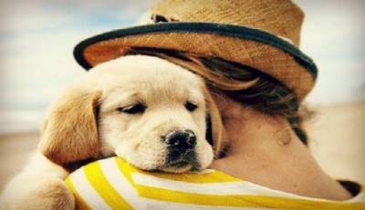 Φιλοζωικό Σωματείο Λήμνου: «Βάφτισε και συ ένα χαριτωμένο τετράποδο»