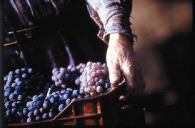 Ανακοινώθηκε το πρόγραμμα αναδιάρθρωσης αμπελώνων περιόδου 2014-2015