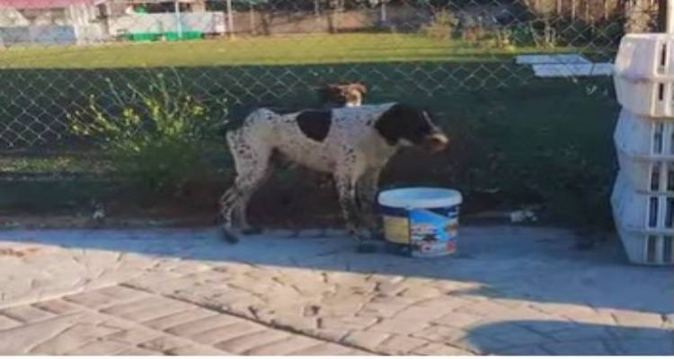 Εντοπίστηκε σκυλί στο Λιβαδοχώρι | Αναζητείται άμεσα ο ιδιοκτήτης