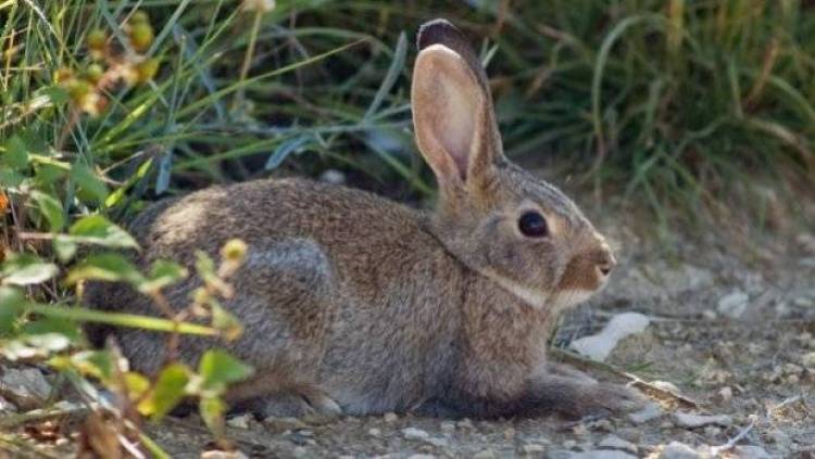 Διευκρινήσεις για τη λεϊσμανία στα κουνέλια της Λήμνου από τον Κυνηγετικό Σύλλογο του νησιού