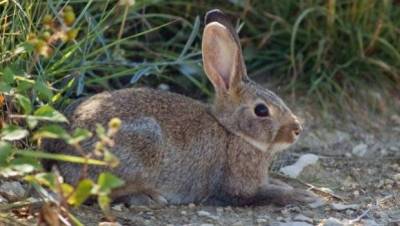 Διευκρινήσεις για τη λεϊσμανία στα κουνέλια της Λήμνου από τον Κυνηγετικό Σύλλογο του νησιού