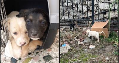 &Phi;&iota;&lambda;&omicron;&zeta;&omega;&iota;&kappa;ό &Sigma;&omega;&mu;&alpha;&tau;&epsilon;ί&omicron; &Lambda;ή&mu;&nu;&omicron;&upsilon;: &laquo;&Beta;&omicron;ή&theta;&eta;&sigma;&tau;&epsilon; &nu;&alpha; &beta;&rho;&omicron;ύ&mu;&epsilon; &alpha;&upsilon;&tau;ό&nu; &pi;&omicron;&upsilon; &tau;&alpha; &epsilon;&gamma;&kappa;&alpha;&tau;έ&lambda;&epsilon;&iota;&psi;&epsilon;&raquo;