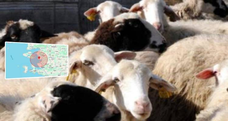 Συναγερμός για τον Αφθώδη Πυρετό: Έκτακτα μέτρα πρόληψης από την Περιφέρεια Βορείου Αιγαίου λόγω κρούσματος στην Τουρκία