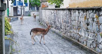 Φωτό: Νικόλας Γιαννακούδης