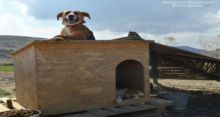 Έ&kappa;&kappa;&lambda;&eta;&sigma;&eta; &gamma;&iota;&alpha; &sigma;&pi;&iota;&tau;ά&kappa;&iota;&alpha; &sigma;&kappa;ύ&lambda;&omega;&nu; &alpha;&pi;ό &tau;&omicron; &Phi;&iota;&lambda;&omicron;&zeta;&omega;&iota;&kappa;ό &Sigma;&omega;&mu;&alpha;&tau;&epsilon;ί&omicron; &Lambda;ή&mu;&nu;&omicron;&upsilon;