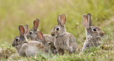 &Epsilon;&Lambda;&Gamma;&Alpha;: &Pi;&omicron;&rho;ί&sigma;&mu;&alpha;&tau;&alpha; &epsilon;&kappa;&tau;ί&mu;&eta;&sigma;&eta;&sigmaf; &zeta;&eta;&mu;&iota;ώ&nu; &alpha;&pi;ό &alpha;&gamma;&rho;&iota;&omicron;&kappa;&omicron;ύ&nu;&epsilon;&lambda;&alpha; &sigma;&epsilon; &kappa;&alpha;&lambda;&lambda;&iota;έ&rho;&gamma;&epsilon;&iota;&epsilon;&sigmaf; &tau;&eta;&sigmaf; &Lambda;ή&mu;&nu;&omicron;&upsilon;