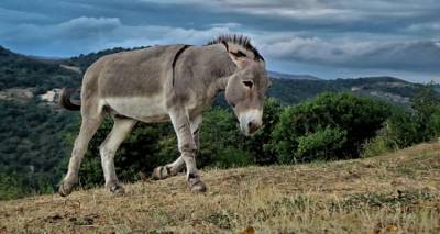 Ημερίδα για την προστασία των ιπποειδών με συμμετοχή της Άννας Τοσούνογλου