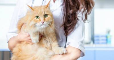 Ο Δήμος Λήμνου ξεκινά πρόγραμμα μαζικών στειρώσεων, ηλεκτρονικής σήμανσης και εμβολιασμού αδέσποτων γατών