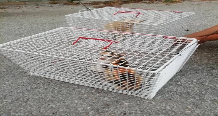6 κλουβιά για τις αδέσποτες γάτες της Λήμνου
