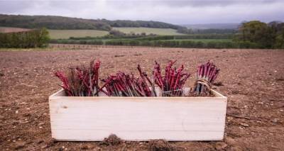 Συνεχίζονται έως τις 18 Νοεμβρίου οι αιτήσεις αδειών αμπέλου 2021