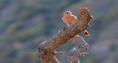 &Alpha;&eta; &Sigma;&tau;&rho;ά&tau;&eta;&sigmaf;: &Omicron; &alpha;&rho;&chi;έ&gamma;&omicron;&nu;&omicron;&sigmaf; &delta;&rho;&upsilon;&mu;ώ&nu;&alpha;&sigmaf; &tau;&omicron;&upsilon; &Alpha;&iota;&gamma;&alpha;ί&omicron;&upsilon; (photos)