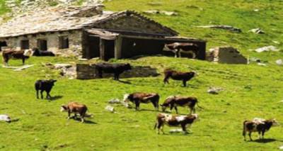 Παύση μετακίνησης βοοειδών | Ειδικό καθεστώς στη Λήμνο