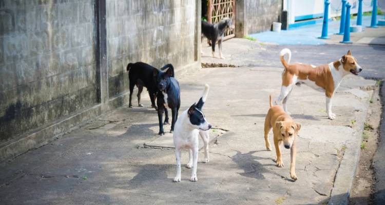 &Sigma;&omicron;&kappa; &sigma;&tau;&omicron;&nu; &Lambda;&alpha;&gamma;&kappa;&alpha;&delta;ά: &Beta;&rho;έ&theta;&eta;&kappa;&alpha;&nu; &nu;&epsilon;&kappa;&rho;ά 13 &sigma;&kappa;&upsilon;&lambda;&iota;ά &kappa;&alpha;&iota; &mu;ί&alpha; &gamma;ά&tau;&alpha; - &Kappa;&alpha;&tau;&alpha;&tau;έ&theta;&eta;&kappa;&epsilon; &mu;ή&nu;&upsilon;&sigma;&eta; &kappa;&alpha;&tau;' &alpha;&gamma;&nu;ώ&sigma;&tau;&omega;&nu;