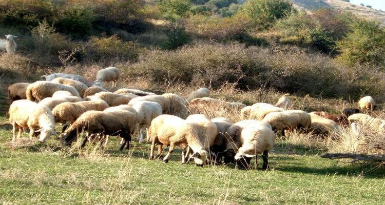 Με έξοδα των κτηνοτρόφων της Λήμνου ο εμβολιασμός κατά του καταρροϊκού πυρετού