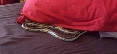 Κάλεσαν την Πυροσβεστική για να διώξει τον «επισκέπτη» από σπίτι στον Πλατύ