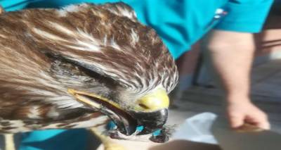 &Lambda;ή&mu;&nu;&omicron;&sigmaf;: &Pi;&epsilon;&rho;ί&theta;&alpha;&lambda;&psi;&eta; &tau;&rho;&alpha;&upsilon;&mu;&alpha;&tau;&iota;&sigma;&mu;έ&nu;&omicron;&upsilon; &gamma;&epsilon;&rho;&alpha;&kappa;&iota;&omicron;ύ