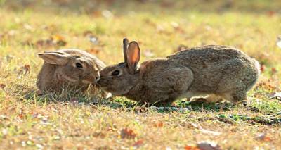 &Nu;έ&epsilon;&sigmaf; &epsilon;&pi;&alpha;&phi;έ&sigmaf; &Alpha;&delta;&alpha;&mu;ί&delta;&eta; &mu;&epsilon; &Tau;&sigma;&iota;&rho;ώ&nu;&eta; &gamma;&iota;&alpha; &theta;έ&mu;&alpha;&tau;&alpha; &Epsilon;&pi;&alpha;&rho;&chi;ί&alpha;&sigmaf; &Lambda;ή&mu;&nu;&omicron;&upsilon;