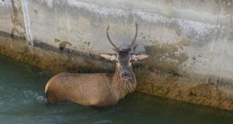 &Lambda;ή&mu;&nu;&omicron;&sigmaf;: &Epsilon;&pi;&iota;&chi;&epsilon;ί&rho;&eta;&sigma;&eta; &tau;&eta;&sigmaf; &Pi;&upsilon;&rho;&omicron;&sigma;&beta;&epsilon;&sigma;&tau;&iota;&kappa;ή&sigmaf; &gamma;&iota;&alpha; &tau;&eta; &delta;&iota;ά&sigma;&omega;&sigma;&eta; &epsilon;&lambda;&alpha;&phi;&iota;&omicron;ύ &pi;&omicron;&upsilon; έ&pi;&epsilon;&sigma;&epsilon; &sigma;&tau;&omicron; &lambda;&iota;&mu;ά&nu;&iota;