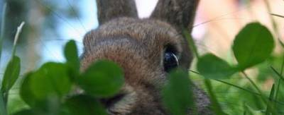 Αγριοκούνελα: Τα αποτελέσματα της συνάντησης στο Υπουργείο Περιβάλλοντος. Στην πράξη πότε;