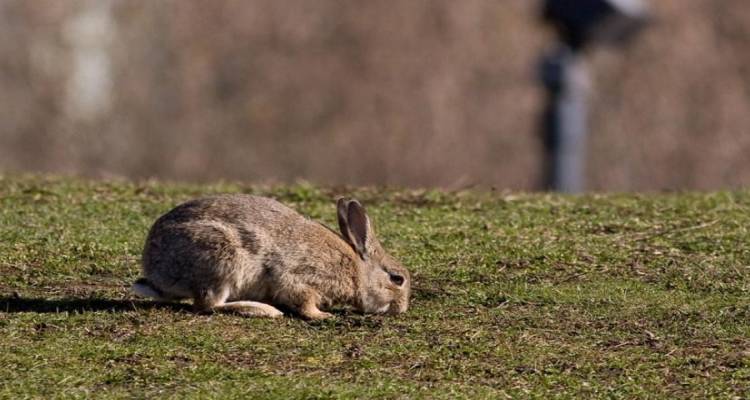 Άνοιξε η περίοδος δηλώσεων ζημιών από άγρια κουνέλια σε καλλιέργειες οσπρίων στη Λήμνο