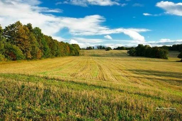 Λύσεις ή μη λύσεις από τη σημερινή σύσκεψη στον ΕΛΓΑ για τη μείωση του υπερπληθυσμού του αγριοκούνελου;