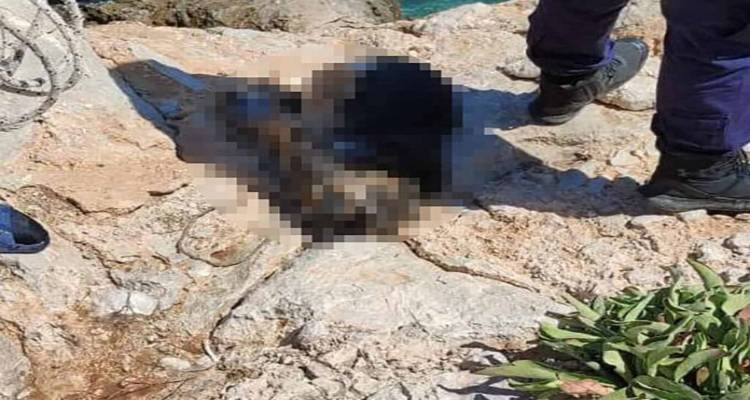&Mu;έ&gamma;&alpha;&rho;&alpha;: Έ&delta;&epsilon;&sigma;&alpha;&nu; &pi;έ&tau;&rho;&alpha; &sigma;&tau;&omicron; &lambda;&alpha;&iota;&mu;ό &sigma;&kappa;ύ&lambda;&omicron;&upsilon; &kappa;&alpha;&iota; &tau;&omicron;&nu; &pi;έ&tau;&alpha;&xi;&alpha;&nu; &sigma;&tau;&eta; &theta;ά&lambda;&alpha;&sigma;&sigma;&alpha; &ndash; &Epsilon;&nu;&tau;&omicron;&pi;ί&sigma;&tau;&eta;&kappa;&epsilon; &alpha;&pi;ό &psi;&alpha;&rho;&omicron;&nu;&tau;&omicron;&upsilon;&phi;&epsilon;&kappa;ά