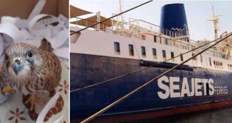 ΑΝΙΜΑ για Seajets: «Πουλιά πεθαίνουν στη Λήμνο | Αρνούνται να τα μεταφέρουν ασυνόδευτα»